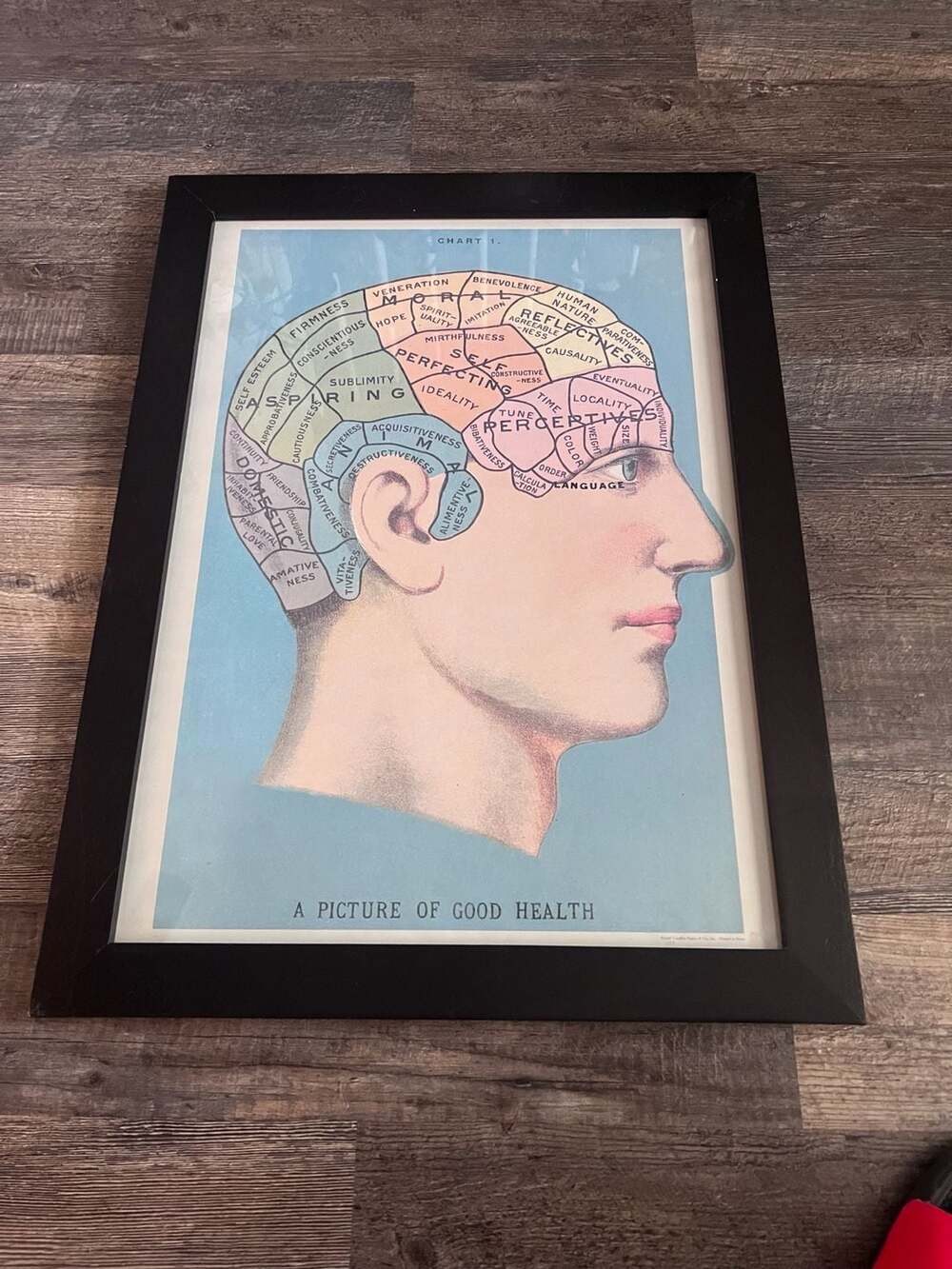 Cavallini & Co. Phrenology Poster Framed Art Print